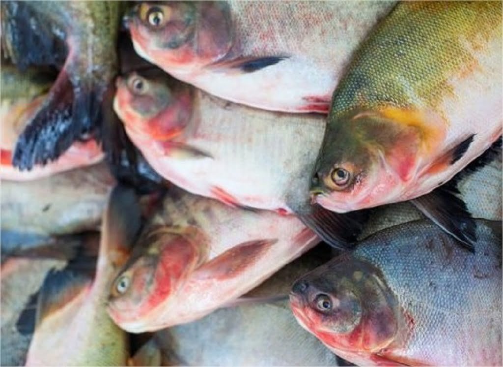 “Várzea Grande Peixe Santo” terá nove pontos de venda e o mesmo preço do ano passado