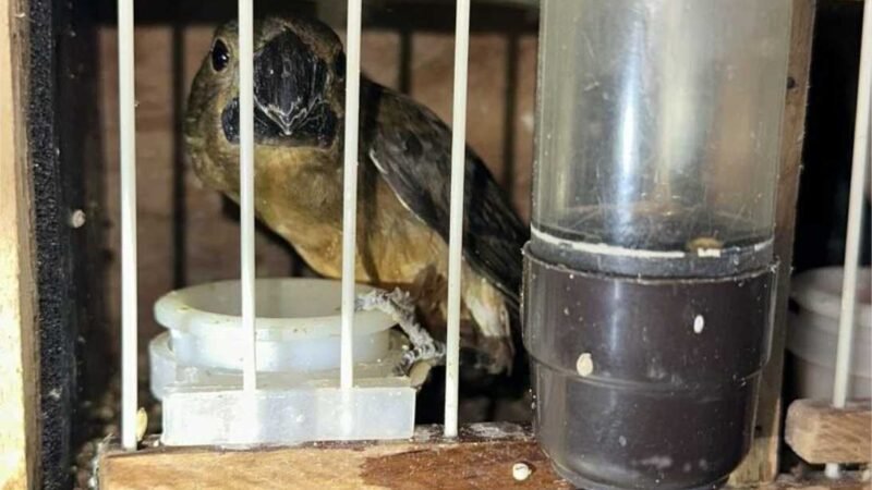 Batalhão Ambiental e PRF resgatam aves ameaçadas de extinção e prendem suspeito por tráfico de animais