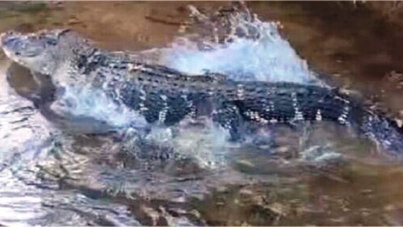 Policiais encontram jacaré comendo restos mortais que podem ser de bandido do “Novo Cangaço”
