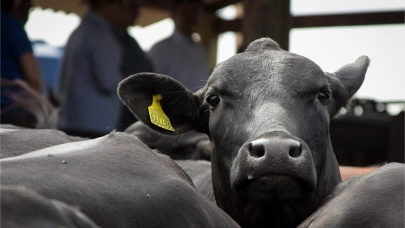 Termina nesta quinta-feira (15) prazo para comunicação de estoque de rebanho de bovinos, suínos e aves
