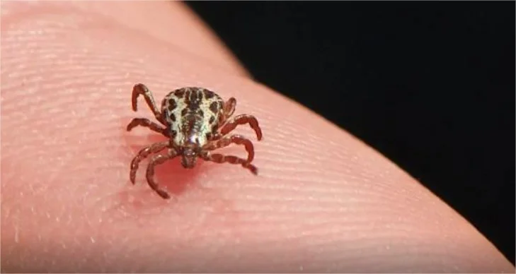 SES investiga 3 casos suspeitos de febre maculosa em Mato Grosso