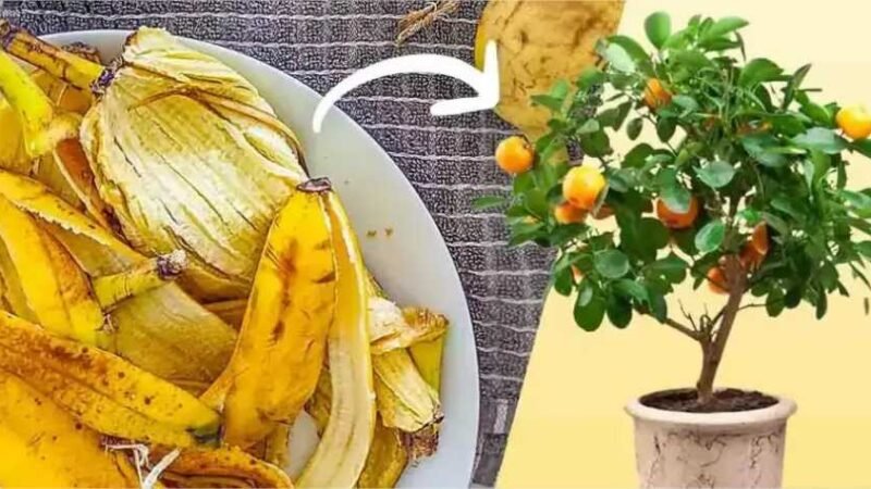 Não jogue fora a casca de banana: aqui estão 8 usos inteligentes no jardim