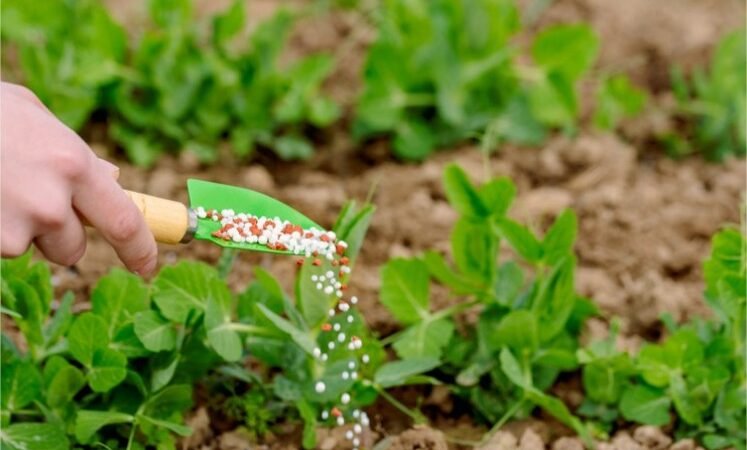 Sedec apresenta alternativas para produção de fertilizantes em MT nesta quarta-feira (21)