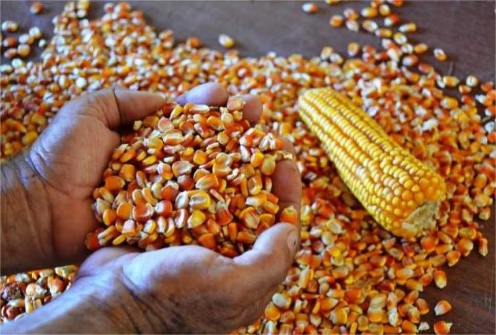 Retomada a política de formação de estoque públicos com autorização da compra de milho