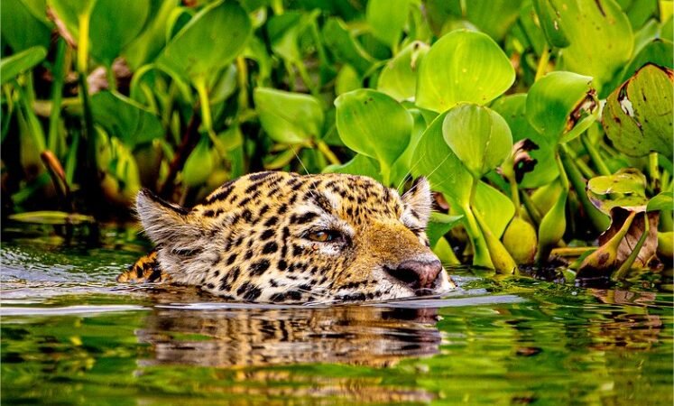 Jornalistas de veículos nacionais vêm a MT conhecer o Pantanal