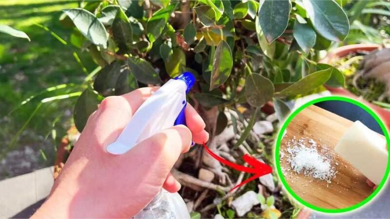 Descubra como fazer um inseticida eficaz utilizando sabão de Marselha