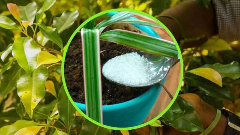Veja o segredo para garantir a floração em todas as plantas: apenas 1 colher de chá de açúcar