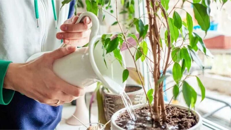 Dica de um florista para saber se suas plantas precisam de água (ou não)