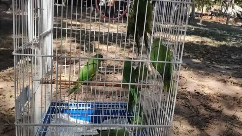 Sema solta 9 aves que estavam em reabilitação com tutora de Várzea Grande