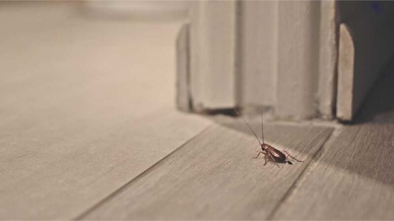 Matar barata com chinelada pode espalhar bactérias no ambiente