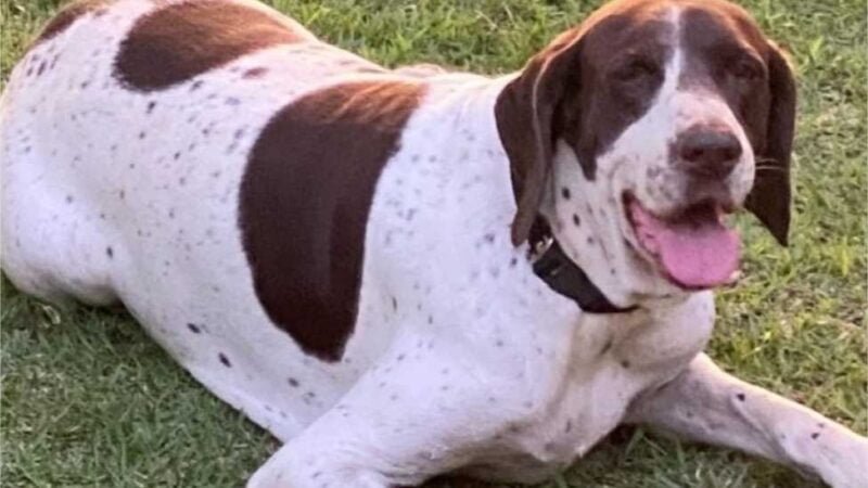 Dono de cadela oferece recompensa para quem encontrá-la