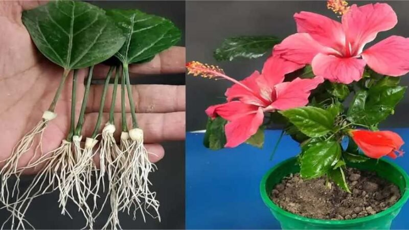 Como reproduzir o hibisco a partir das folhas, novo método muito simples!