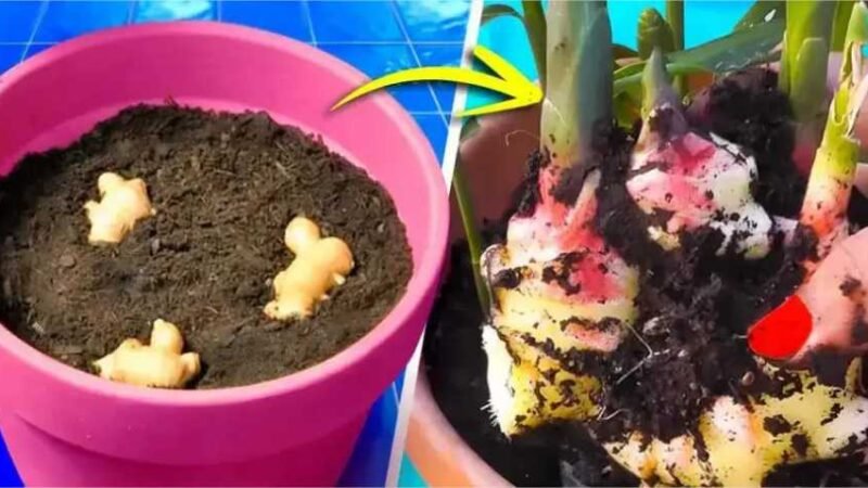 Veja como cultivar gengibre em casa e garanta um suprimento infinito dessa raiz saudável