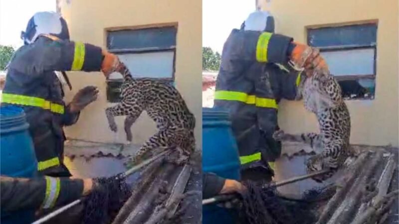 Bombeiros capturam jaguatirica em garagem de casa na Capital