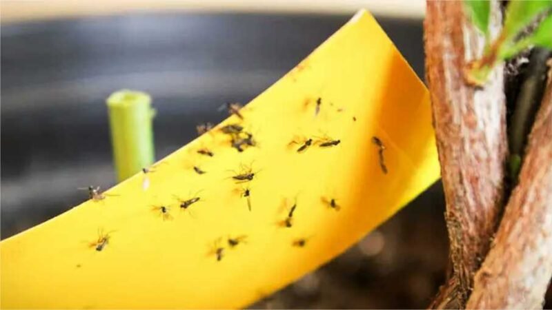 Como eliminar mosquitos das plantas com métodos totalmente naturais!