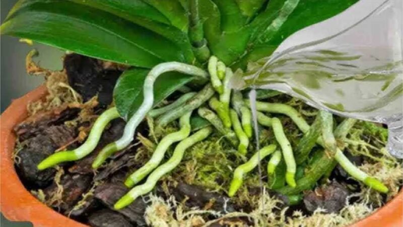 Essa substância mágica faz com que as orquídeas floresçam o ano todo; um resultado exuberante!