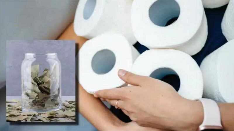 Por que é bom colocar uma folha de louro no papel higiênico?