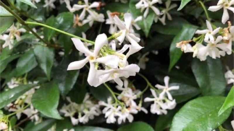 4 plantas maravilhosas que vão perfumar a sua varanda no verão!