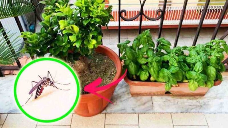 Estas 4 plantas perfumadas vão repelir os mosquitos da varanda!