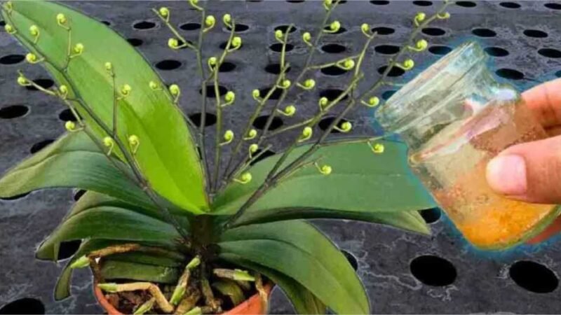 Regue todas as plantas com este líquido! Mesmo as plantas mais secas produzirão flores!