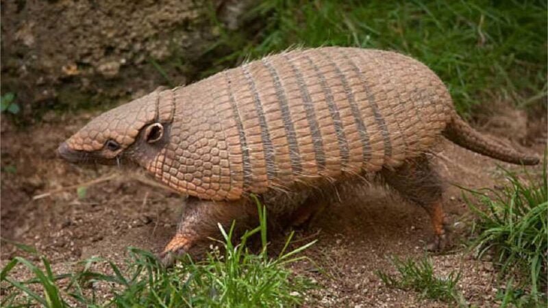 Mistério desvendado: sitiantes descobrem que ‘chupa-cabra da Guia’ era um tatu-peba