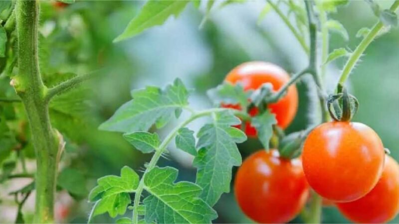Por que temos que tirar as folhas da base dos tomates?