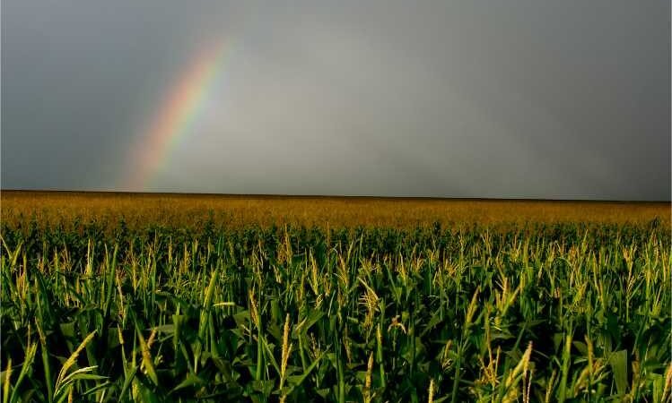 Estudo visa aumentar área irrigada em MT e garantir desempenho da produção agrícola em período de seca