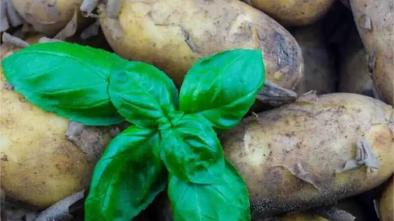 Revelado o segredo: como cultivar batatas a partir dos olhos