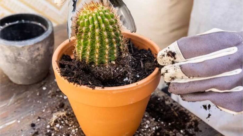 Como transplantar um cacto com segurança
