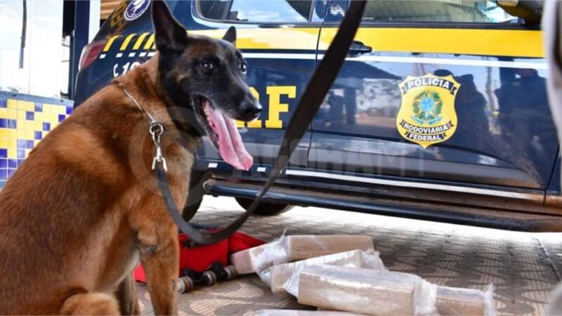 Adolescente de 15 anos é apreendido transportando 22 kg de maconha em ônibus na BR-364