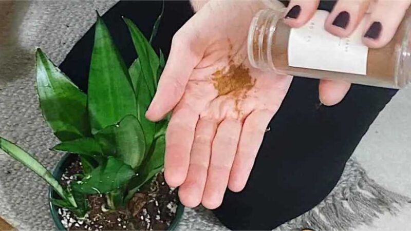 Esta especiaria fará crescer qualquer planta do seu jardim ou varanda!