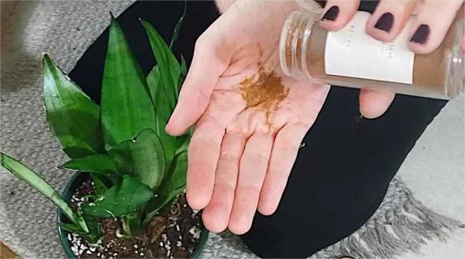 Esta especiaria fará crescer qualquer planta do seu jardim ou varanda!