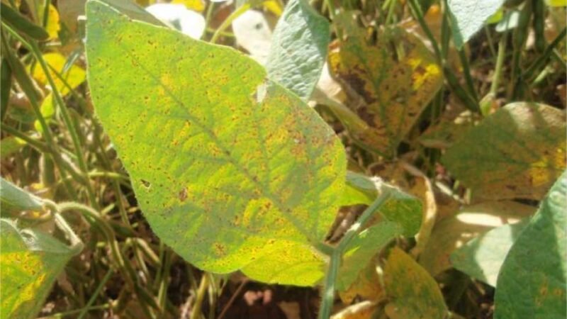 Mapa atualiza Programa Nacional de Controle da Ferrugem Asiática da Soja