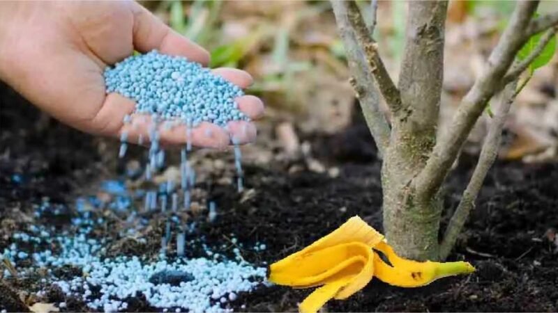 Os 4 melhores fertilizantes naturais para estimular o crescimento de suas plantas!