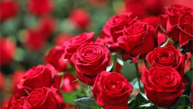 Tudo o que você precisa saber sobre rosas resistentes: Variedade, manutenção e muito mais!