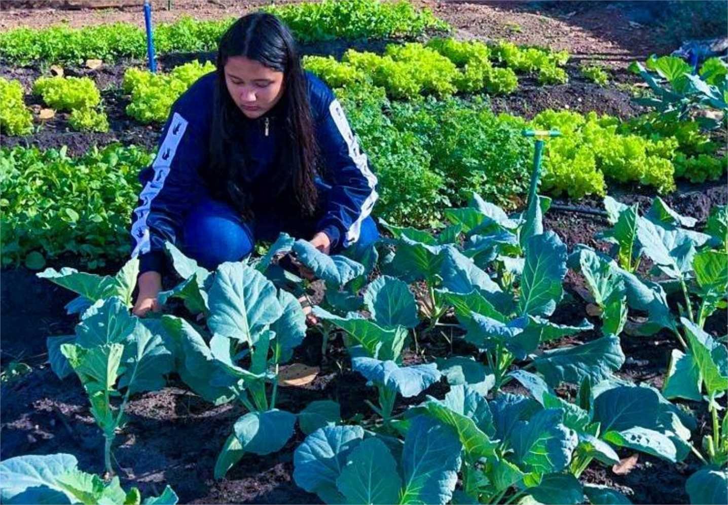 Escola estadual de tempo integral envolve mais de 300 estudantes na produção de hortaliças