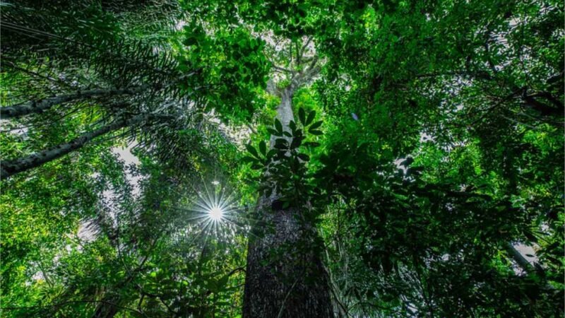 MT é o 1º estado a receber evento para debater iniciativa de fomento ao desenvolvimento sustentável na Amazônia