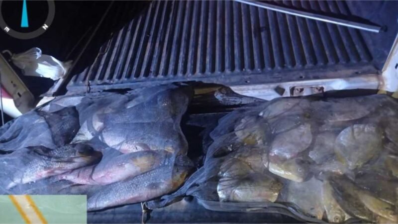 Mais de 40 quilos de pescado ilegal é apreendido pela PM e Sema