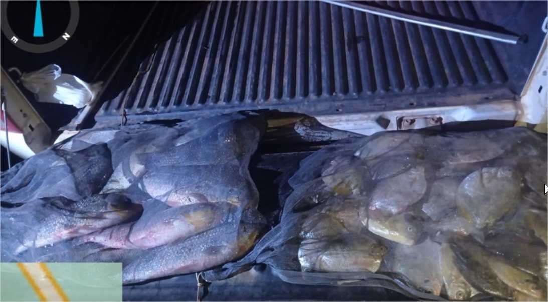 Mais de 40 quilos de pescado ilegal é apreendido pela PM e Sema