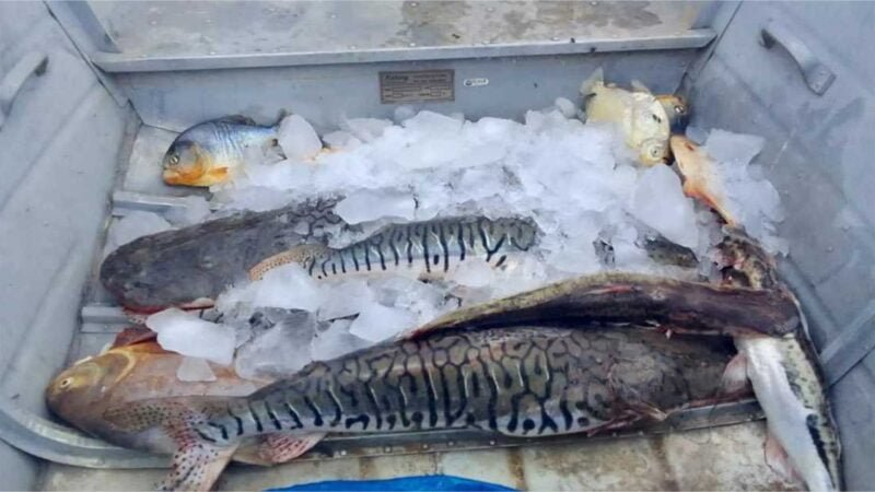 Sema-MT apreende 51 kg de pescado ilegal em operações no Pantanal