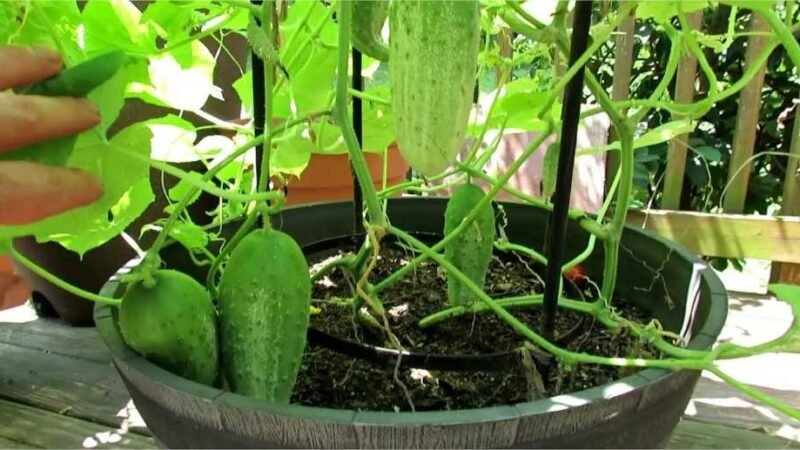 Cultivo de pepinos em vasos: Como cultivá-los em casa, variedades ideais