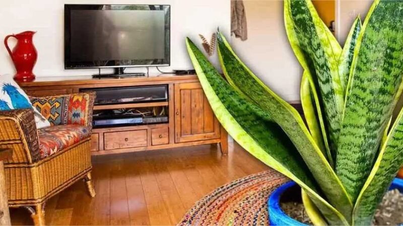 Feng Shui: onde deve ser colocada em casa a língua da sogra para atrair sorte?