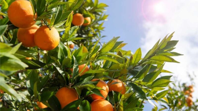 Valor Bruto da Produção Agropecuária de 2023 é atualizado