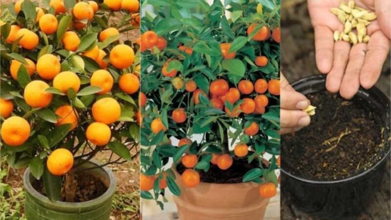 Das sementes à planta: o que saber para cultivar tangerinas em casa