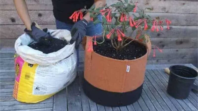 Quanto tempo duram os sacos de cultivo?