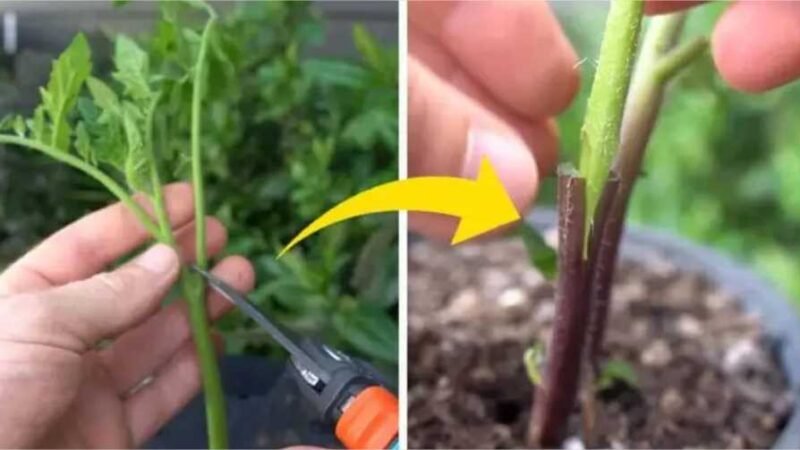 Cultive tomates e batatas na mesma planta