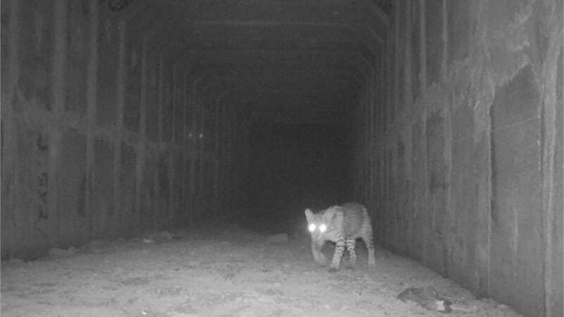 Sinfra lança campanha de prevenção a acidentes com animais nas rodovias