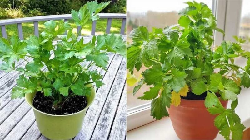 Como cultivar aipo em vasos, em casa