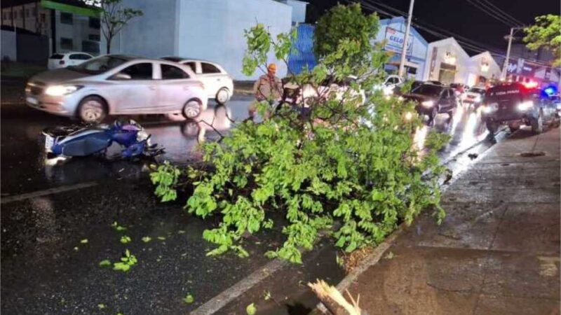 Viatura da Polícia Penal invade canteiro e derruba árvore sobre motociclista na Miguel Sútil