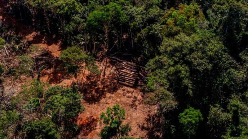 Investigação da PJC e Gaeco resulta em operação contra organização que fraudou créditos florestais